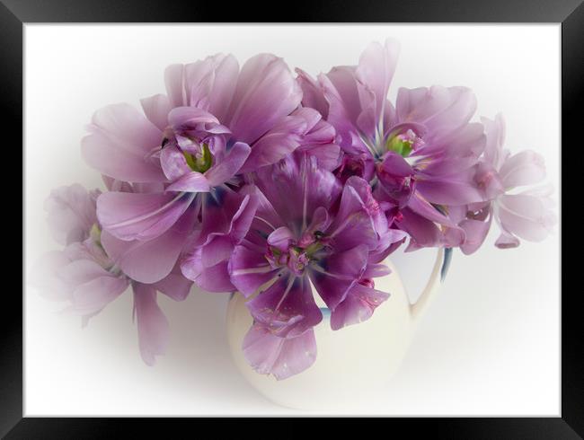 Purple tulips  Framed Print by Eddie John