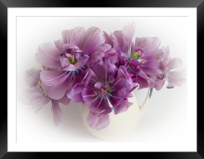 Purple tulips  Framed Mounted Print by Eddie John
