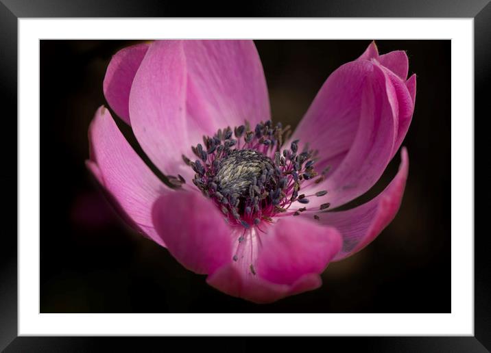 Anenome harmony orchid Framed Mounted Print by Eddie John