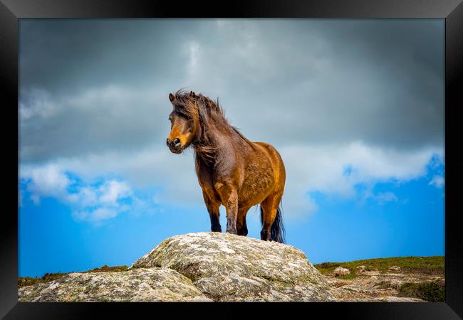 wild pony on treen cliffs Cornwall  Framed Print by Eddie John