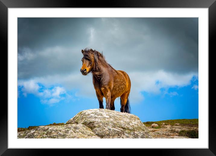 wild pony on treen cliffs Cornwall  Framed Mounted Print by Eddie John