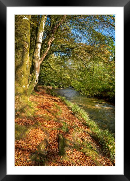 woodland walk river fowey cornwall Framed Mounted Print by Eddie John