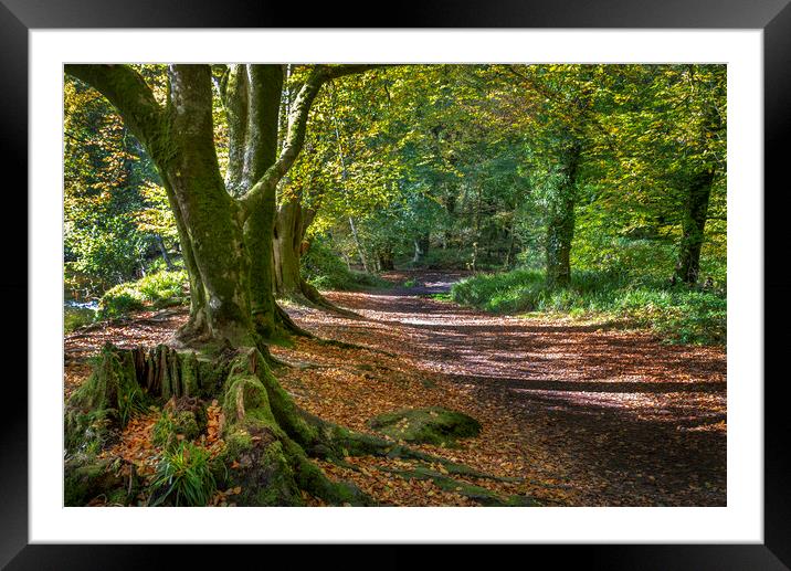 autumn woodland scene golitha falls  Cornwall Framed Mounted Print by Eddie John