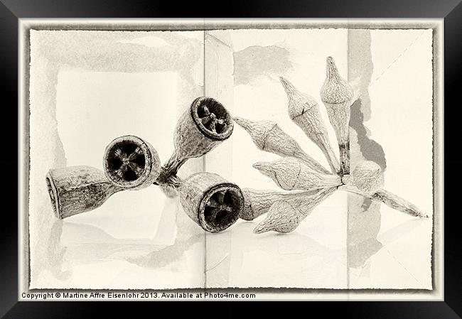 Eucalyptus fruits Framed Print by Martine Affre Eisenlohr