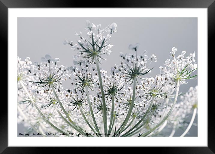 Inflorescence in umbels Framed Mounted Print by Martine Affre Eisenlohr