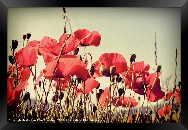 Poppies field Framed Print by Martine Affre Eisenlohr