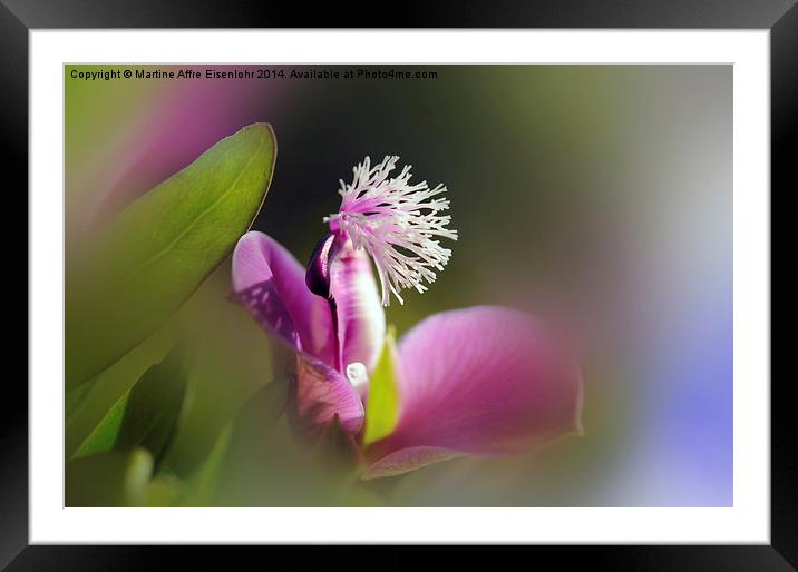 Floral ornament Framed Mounted Print by Martine Affre Eisenlohr