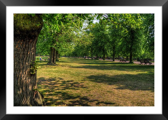 Greenwich Park Framed Mounted Print by Victoria Limerick