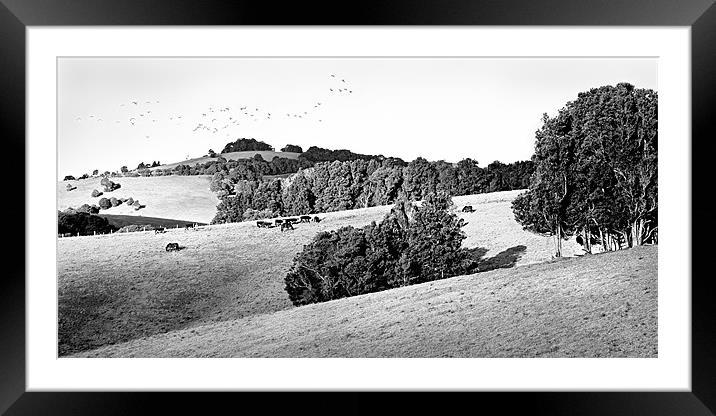 Good Pasture bw Framed Mounted Print by Dennis Gay