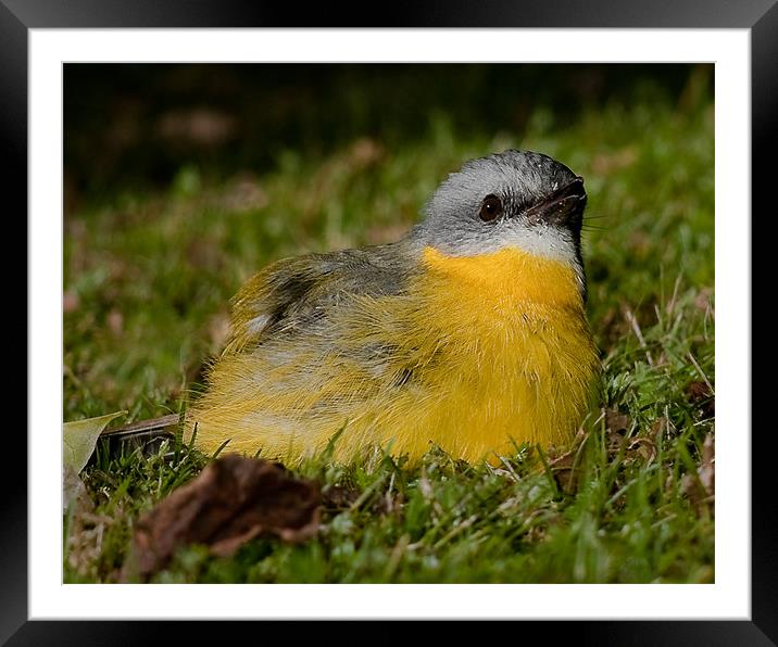 Grounded Robin Framed Mounted Print by Dennis Gay