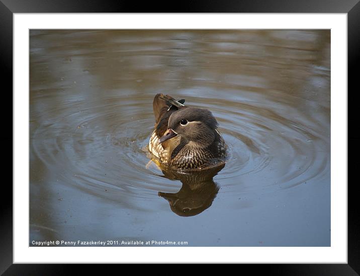 Bashful Duck Framed Mounted Print by Penny Fazackerley
