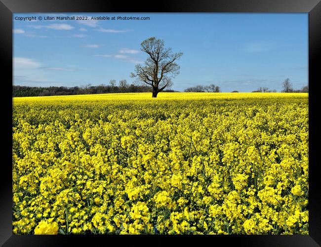 North Riding Rape Seed Fields.  Framed Print by Lilian Marshall