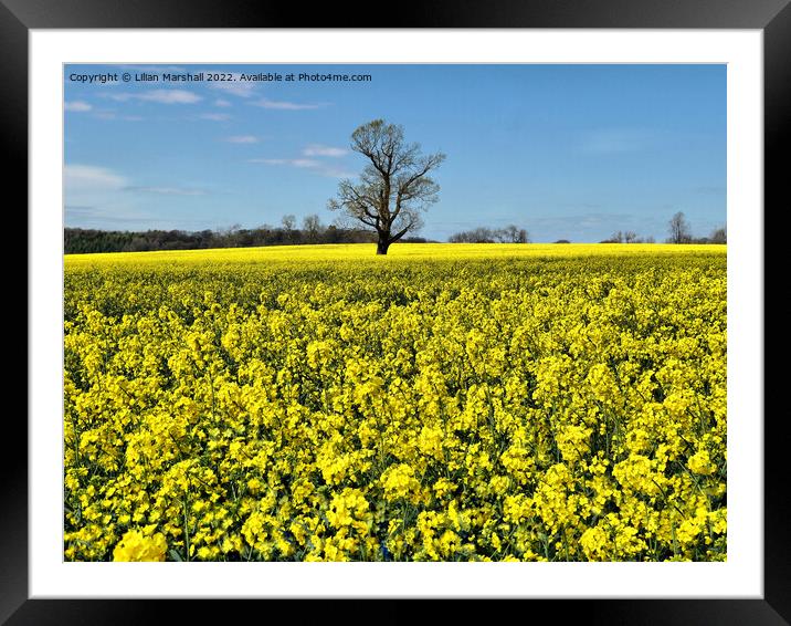North Riding Rape Seed Fields.  Framed Mounted Print by Lilian Marshall