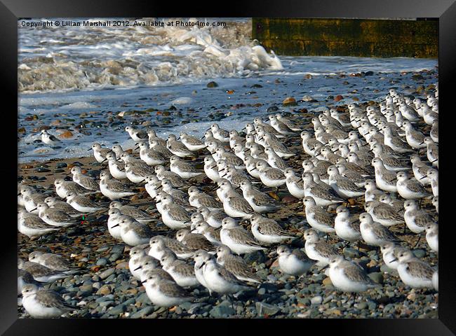 Sanderlings at Rossal Point Framed Print by Lilian Marshall