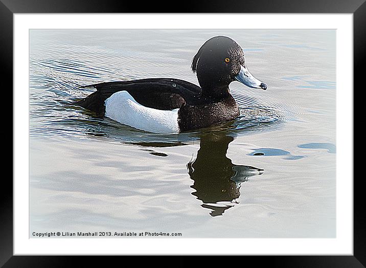 Tufted Duck. Framed Mounted Print by Lilian Marshall