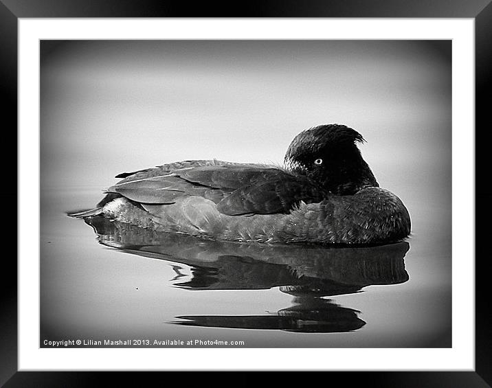 Tufted Duck. Framed Mounted Print by Lilian Marshall