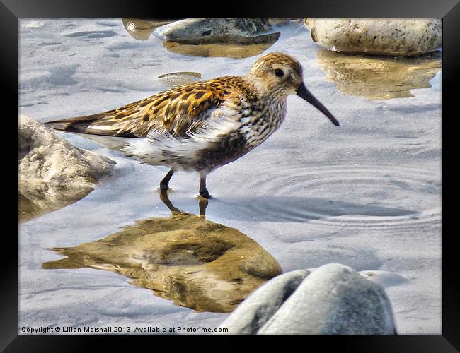 The Dunlin Framed Print by Lilian Marshall