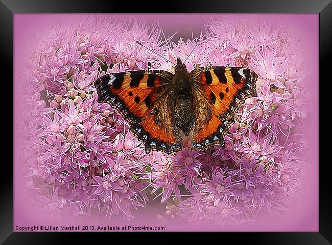 Tortoiseshell Butterfly on Pink Sedum. Framed Print by Lilian Marshall