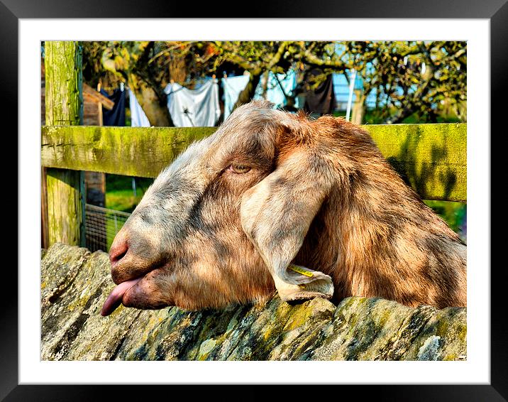 A Lop Eared Goat. Framed Mounted Print by Lilian Marshall