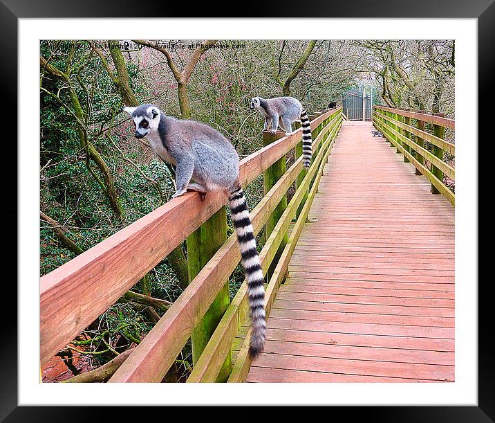  Ring Tailed Lemurs. Framed Mounted Print by Lilian Marshall