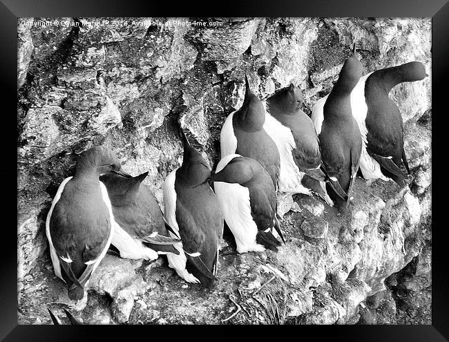  Bempton Cliffs.  Framed Print by Lilian Marshall