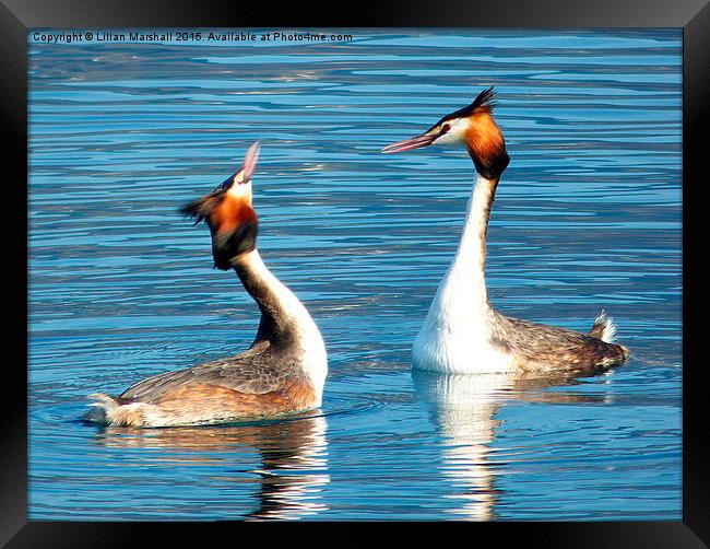 Great Crested Grebes Courting.  Framed Print by Lilian Marshall