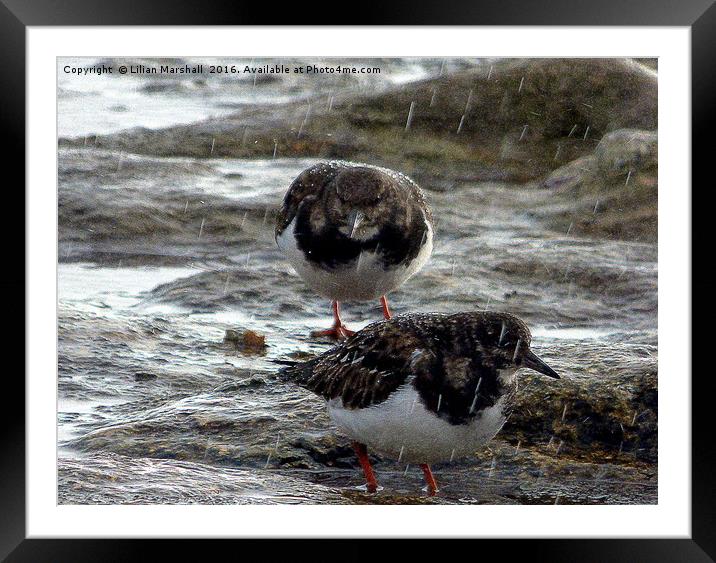 Turnstones in the rain.  Framed Mounted Print by Lilian Marshall