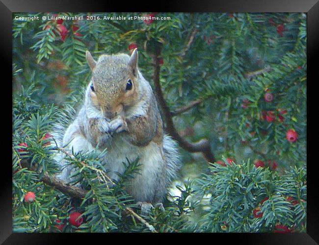 Squirrel in the Rowan Tree.  Framed Print by Lilian Marshall