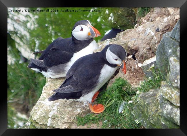 Puffins on Bempton Cliffs. Framed Print by Lilian Marshall