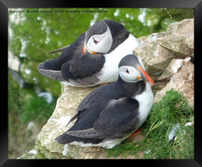 Puffins on Bempton Cliffs.  Framed Print by Lilian Marshall