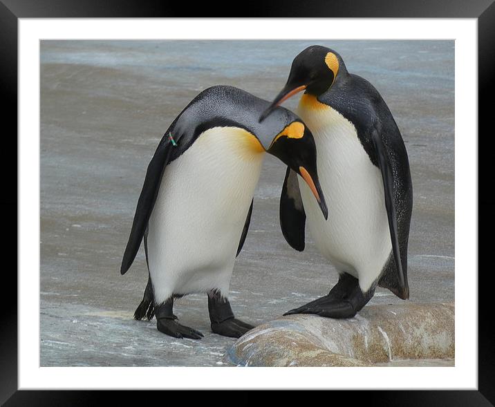 King Penguins Framed Mounted Print by Lilian Marshall