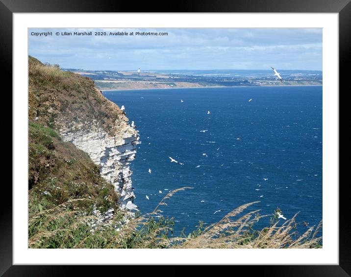Bempton Cliffs on the Yorkshire coast.  Framed Mounted Print by Lilian Marshall