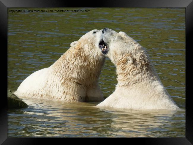 Polar bears at Yorkshire Widlife Park Framed Print by Lilian Marshall