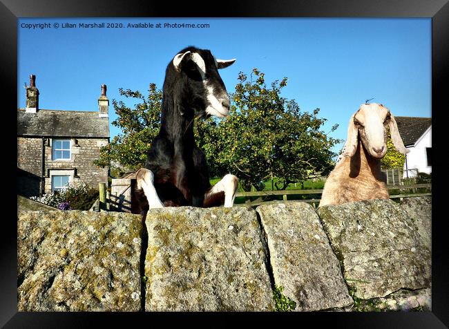 2 Nosy Goats.  Framed Print by Lilian Marshall
