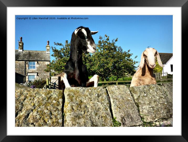 2 Nosy Goats.  Framed Mounted Print by Lilian Marshall