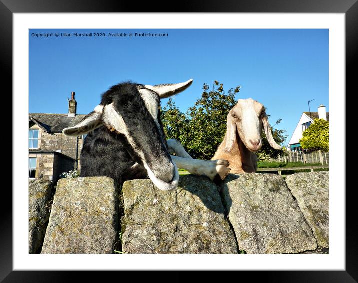 2 Nosy Goats , Framed Mounted Print by Lilian Marshall