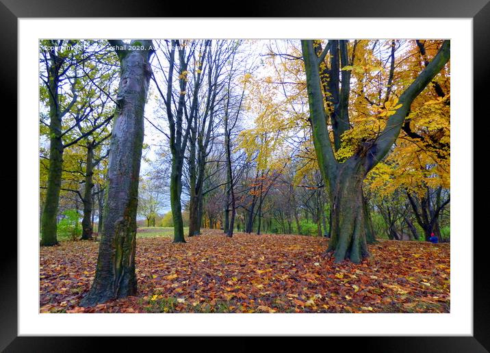 Autumn in Heaton Park. Framed Mounted Print by Lilian Marshall