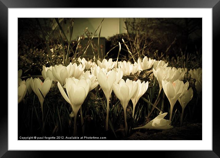 crocus of the dark Framed Mounted Print by paul forgette