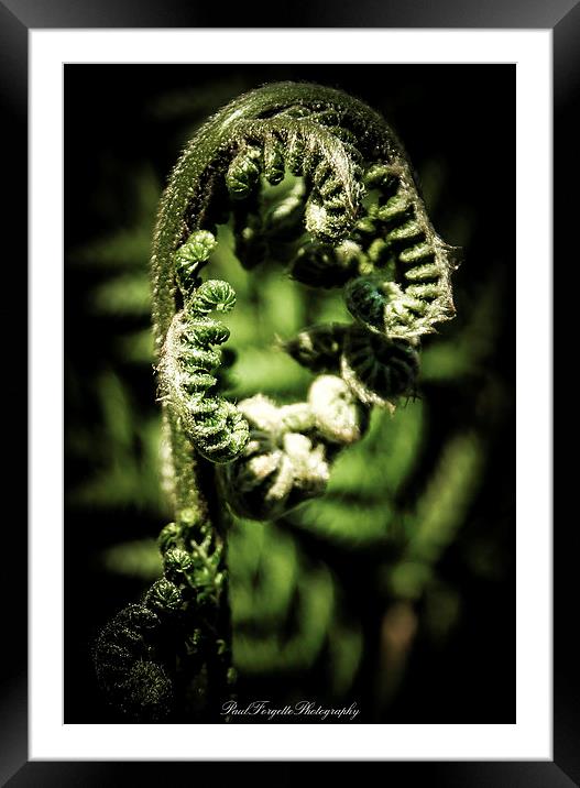 coils of springtime Framed Mounted Print by paul forgette