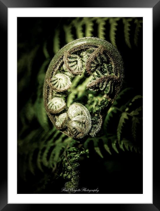 coils of springtime 2 Framed Mounted Print by paul forgette