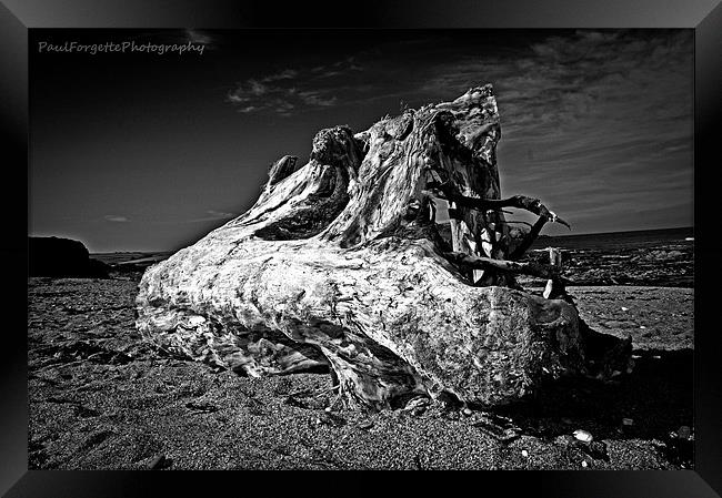 driftwood Framed Print by paul forgette