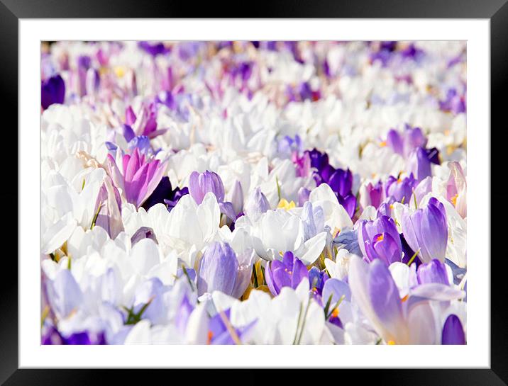spring to life Framed Mounted Print by paul forgette