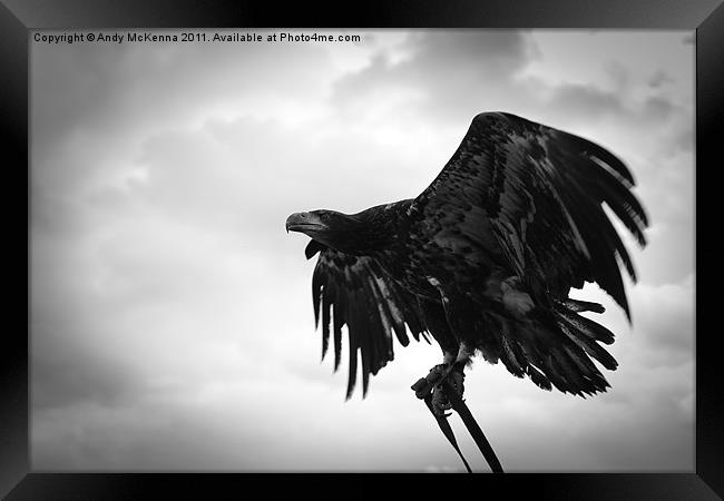 Birds of Prey 2 Framed Print by Andy McKenna