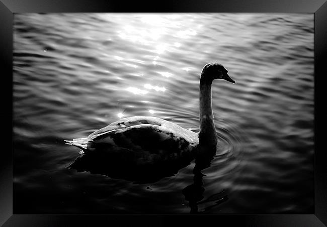 Black Swan Framed Print by Andy McKenna