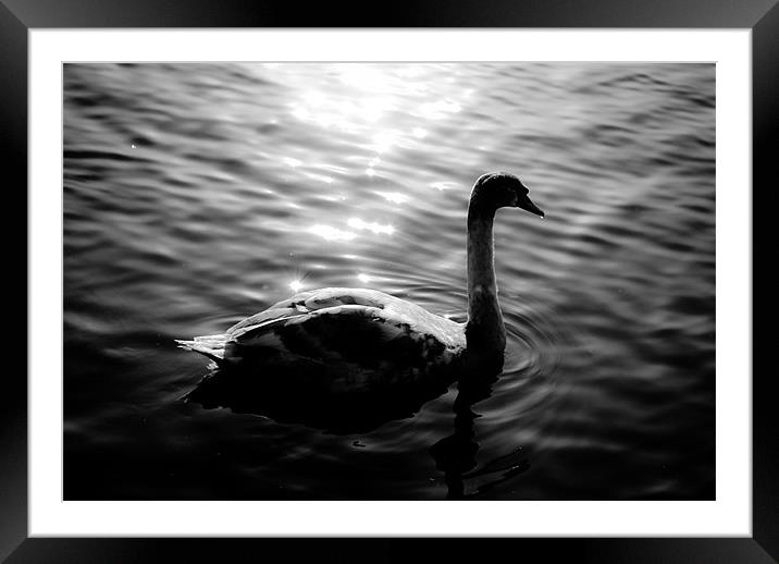 Black Swan Framed Mounted Print by Andy McKenna