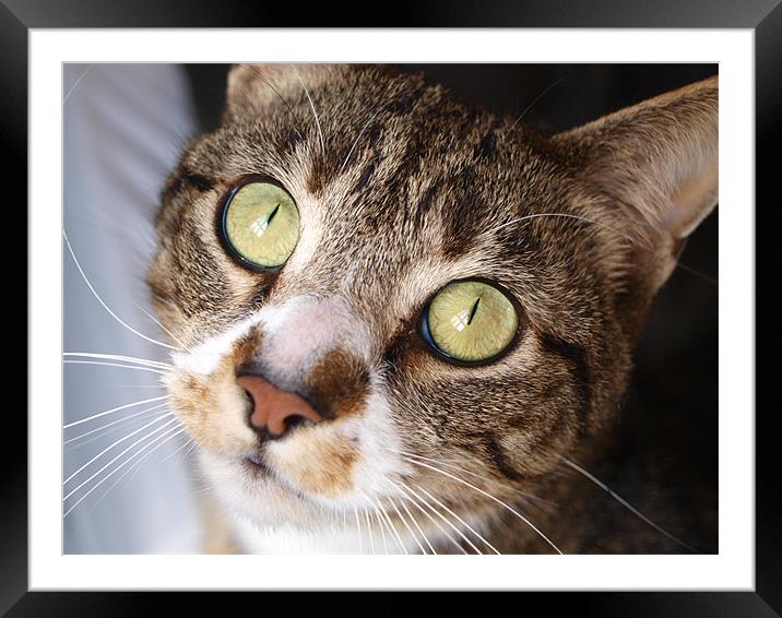 Cat Framed Mounted Print by Andy McKenna