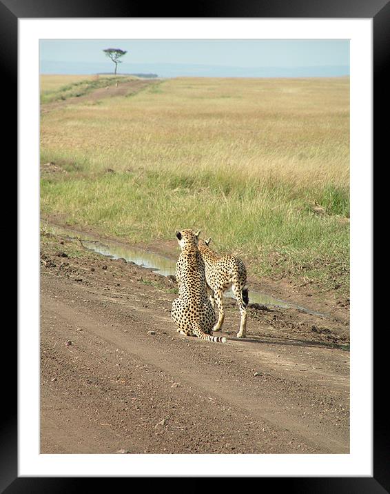 Mara cheetahs looking into the distance Framed Mounted Print by imran haq