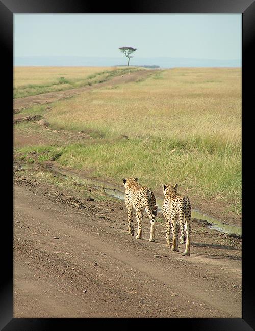 Cheetahs On The Move Framed Print by imran haq