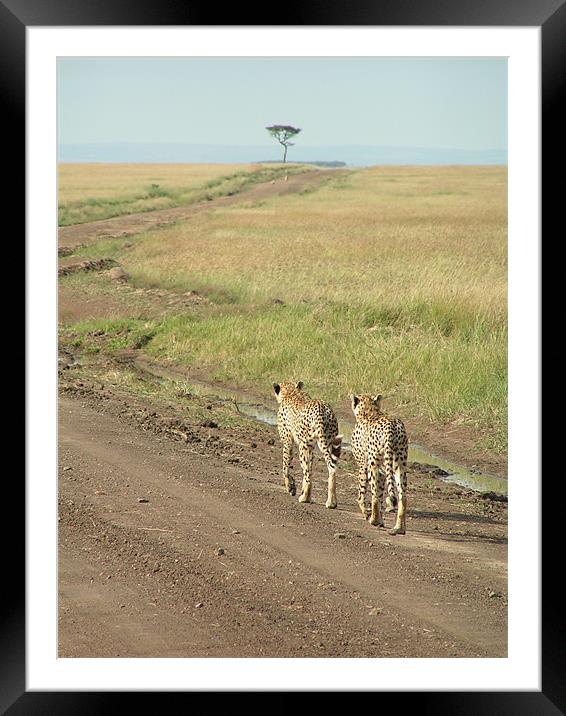Cheetahs On The Move Framed Mounted Print by imran haq