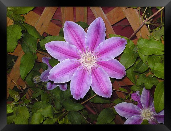 Purple Flower Framed Print by Rhian Bagley